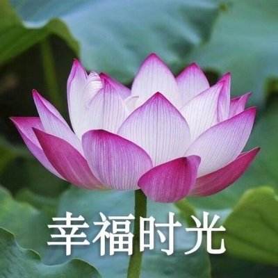 软妹天国无限金币破解版下载