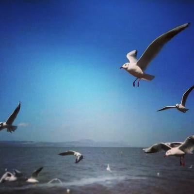 幻樱武天下手游下载